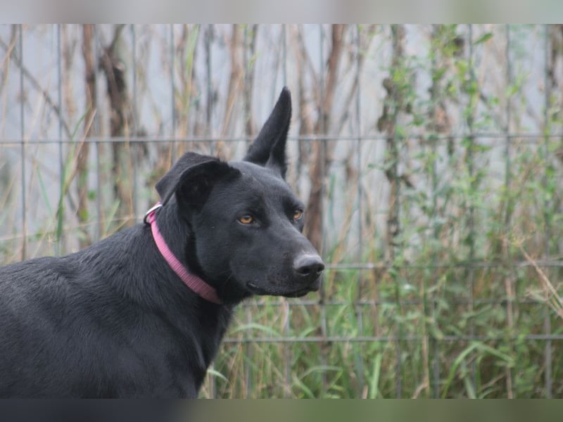 Heidi - tolle Hündin die gelehrig ist und Spaß an Nasenarbeit hat