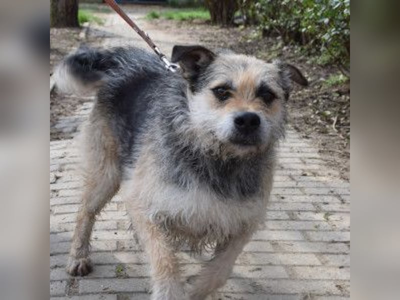 Capone - freundlicher und  menschenbezogener Rüde