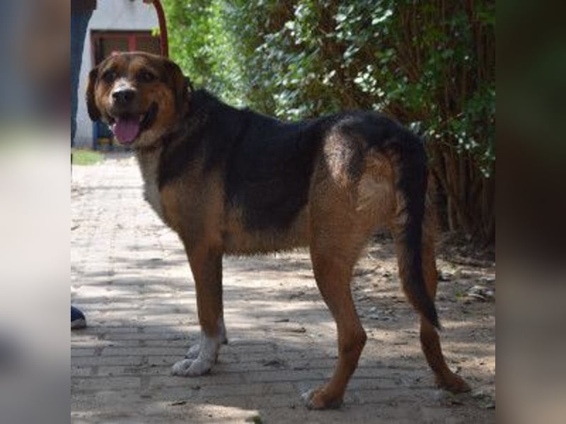 Donut - trotz seiner Größe ein liebenswerter, sanfter und verspielter Rüde