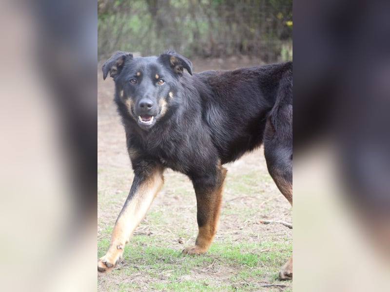 Clyde - sehr  netter freundlicher Rüde der etwas schüchtern ist