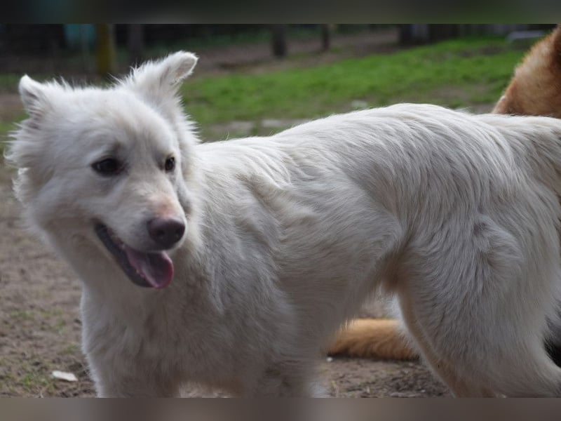 Caruso - zeigt sich freundlich, stubenrein und möchte alles kennenlernen