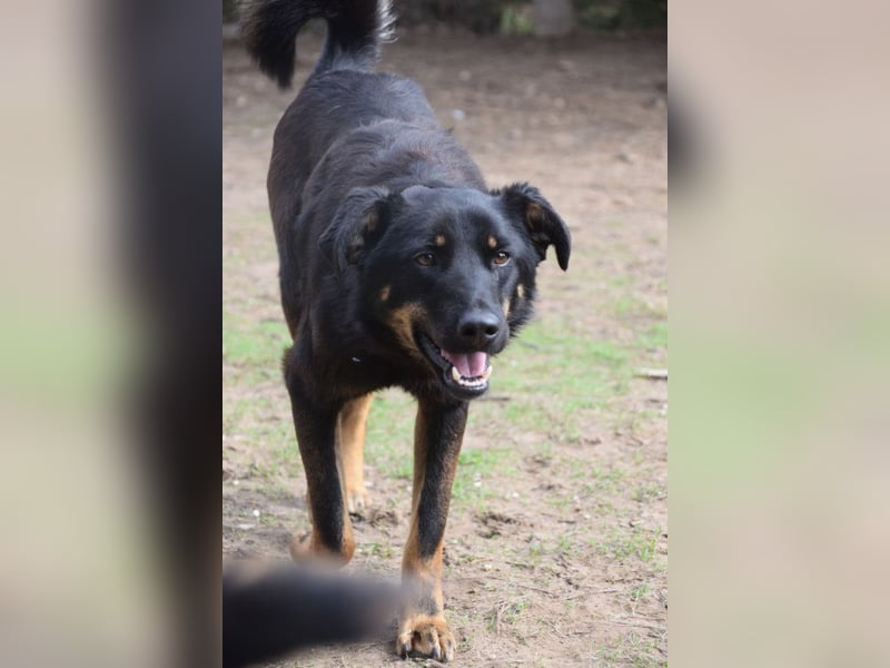 Clyde - sehr  netter freundlicher Rüde der etwas schüchtern ist