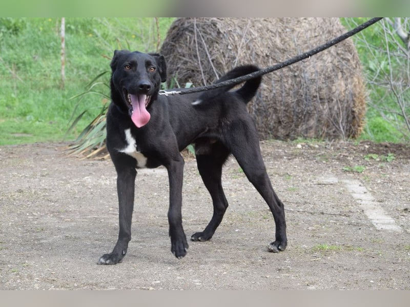 Lacy - freundlicher, aufgeschlossener, neugieriger Rüde