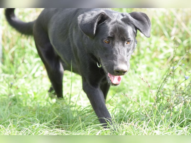 Heidi - tolle Hündin die gelehrig ist und Spaß an Nasenarbeit hat