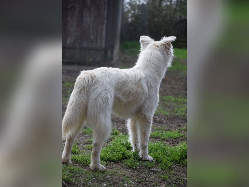 Caruso - zeigt sich freundlich, stubenrein und möchte alles kennenlernen