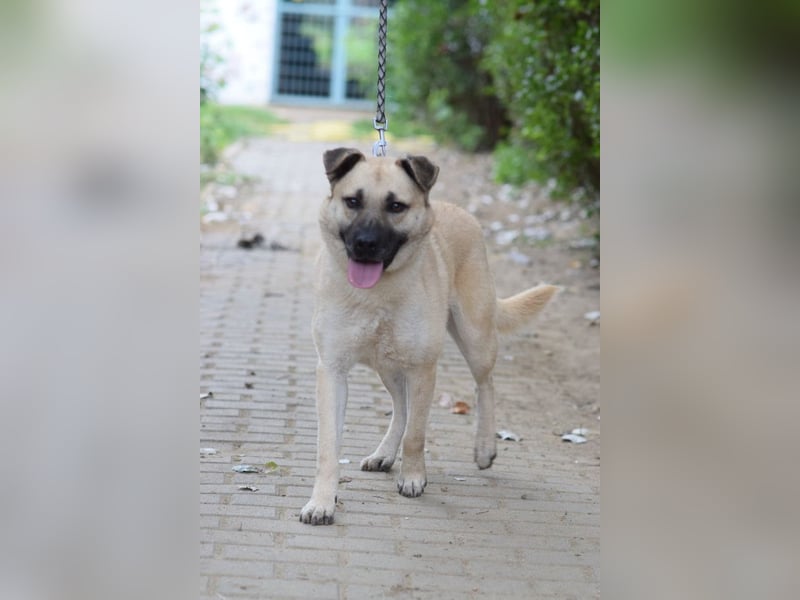 Lisa - freundliche, liebevolle Hündin die anfangs etwas schüchtern ist