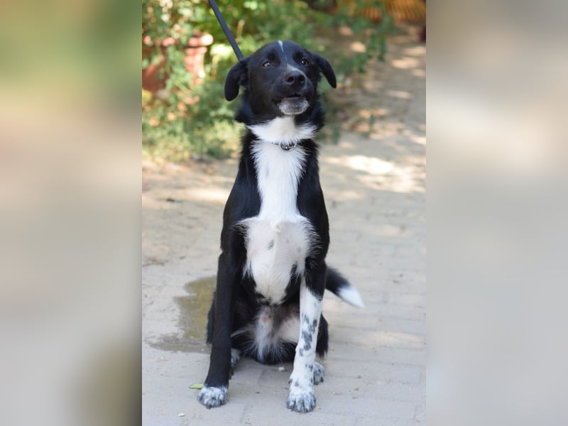 Cäsar - aufgeschlossener, freundlicher Rüde