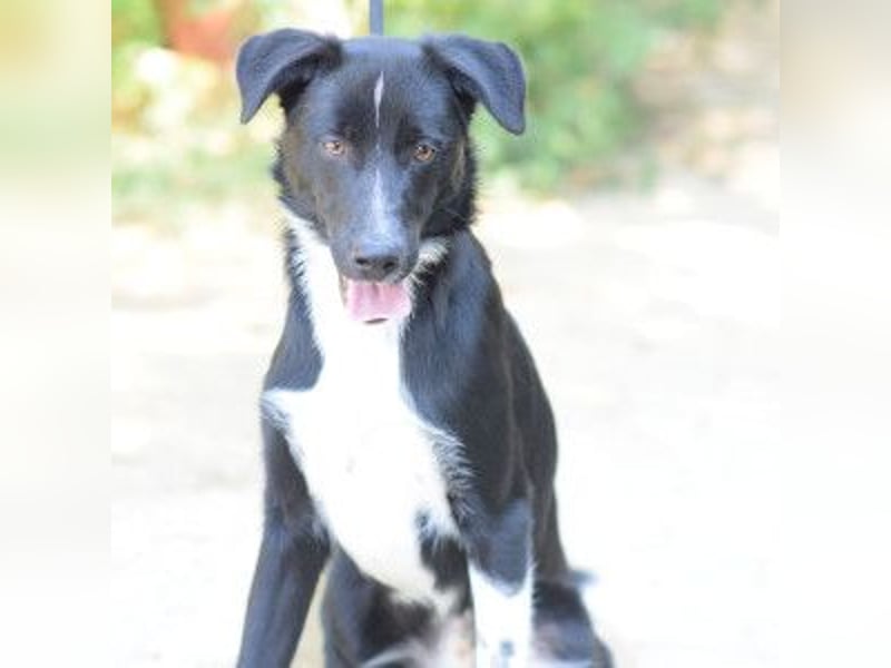 Cäsar - aufgeschlossener, freundlicher Rüde