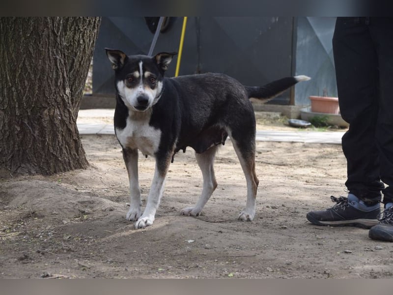 Ayana - liebevolle Hündin, freundlich & verschmust