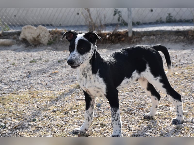 Bandito, freundlicher Junghund