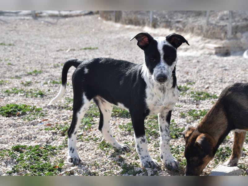 Bandito, freundlicher Junghund
