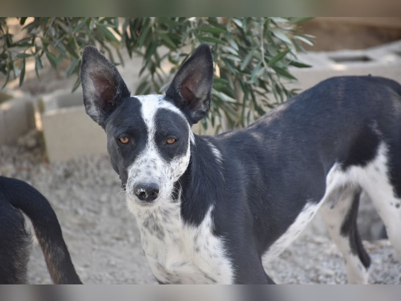 Bandito, freundlicher Junghund