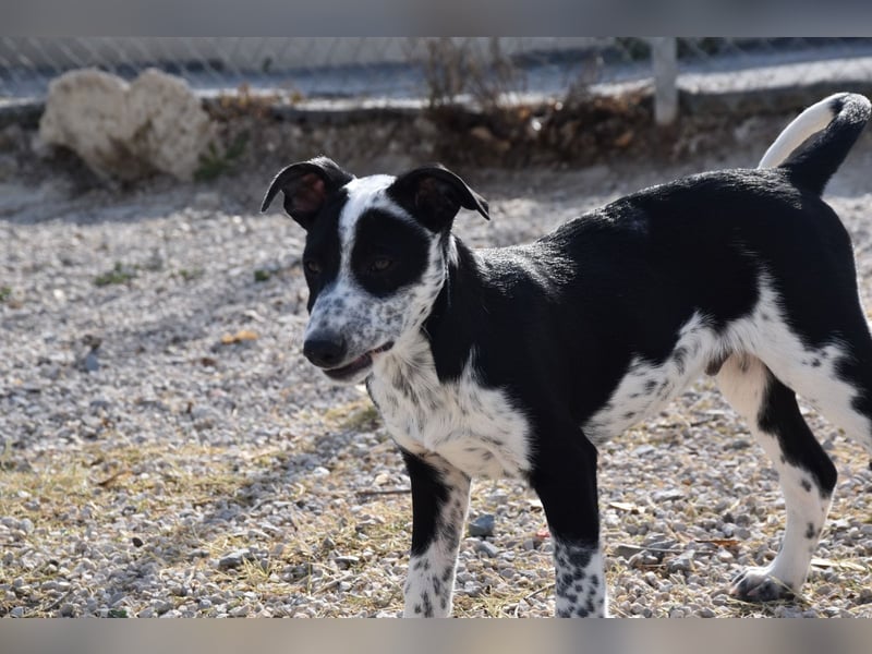 Bandito, freundlicher Junghund