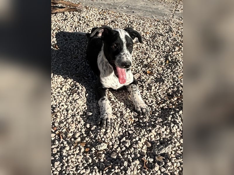 Bandito, freundlicher Junghund