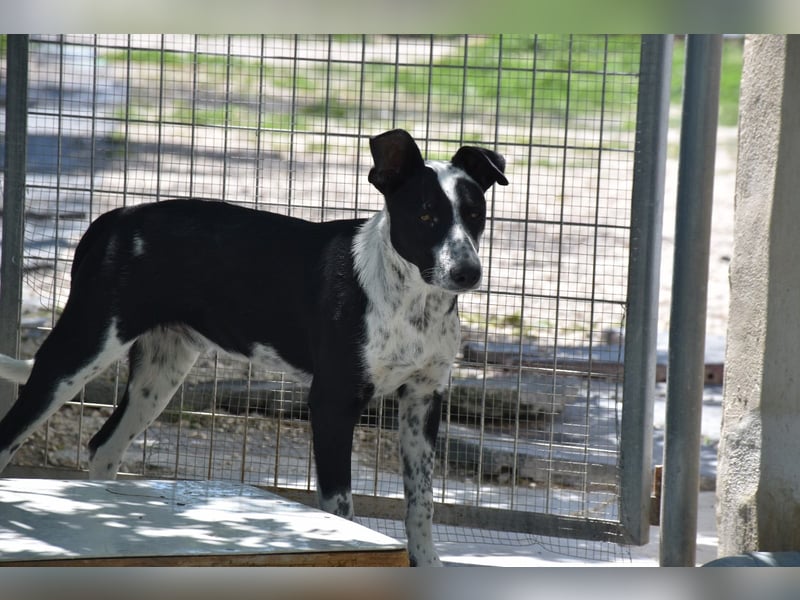 Bandito, freundlicher Junghund
