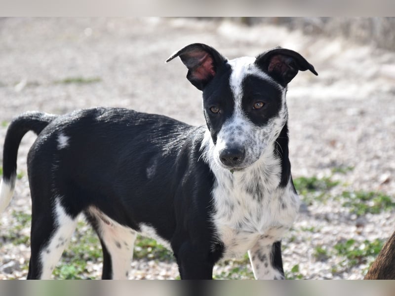 Bandito, freundlicher Junghund