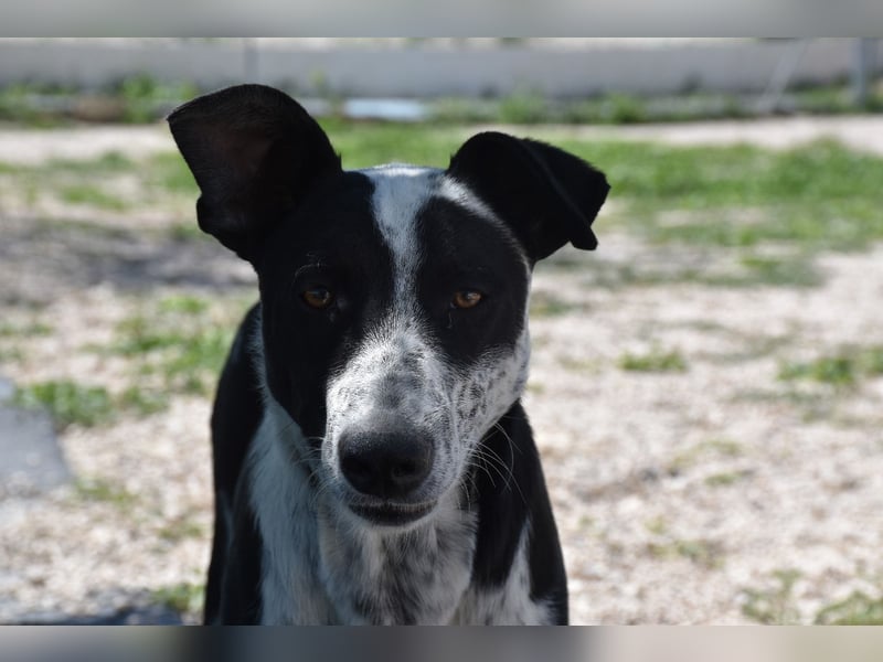 Bandito, freundlicher Junghund