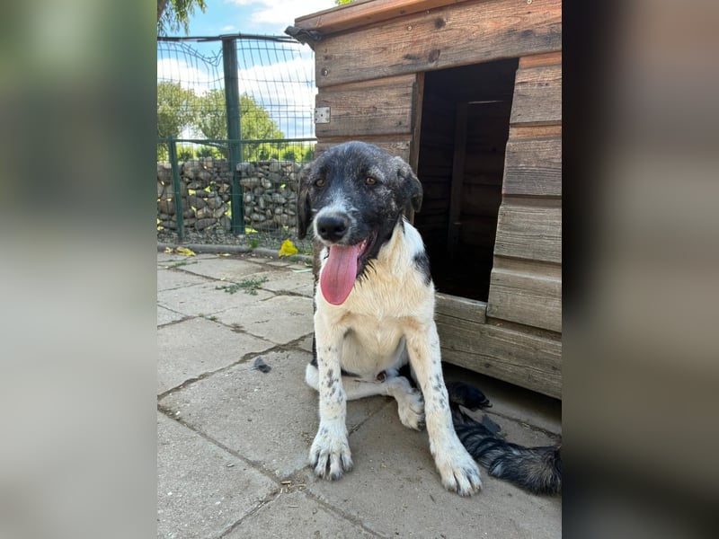 Wer sucht noch einen besten Freund? Unser Kai ist bereit für sein neues Leben!