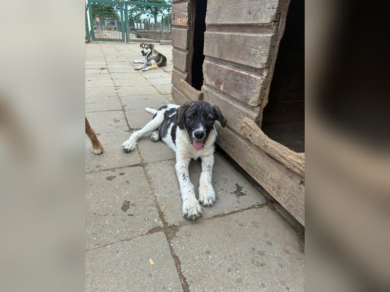 Wer sucht noch einen besten Freund? Unser Kai ist bereit für sein neues Leben!