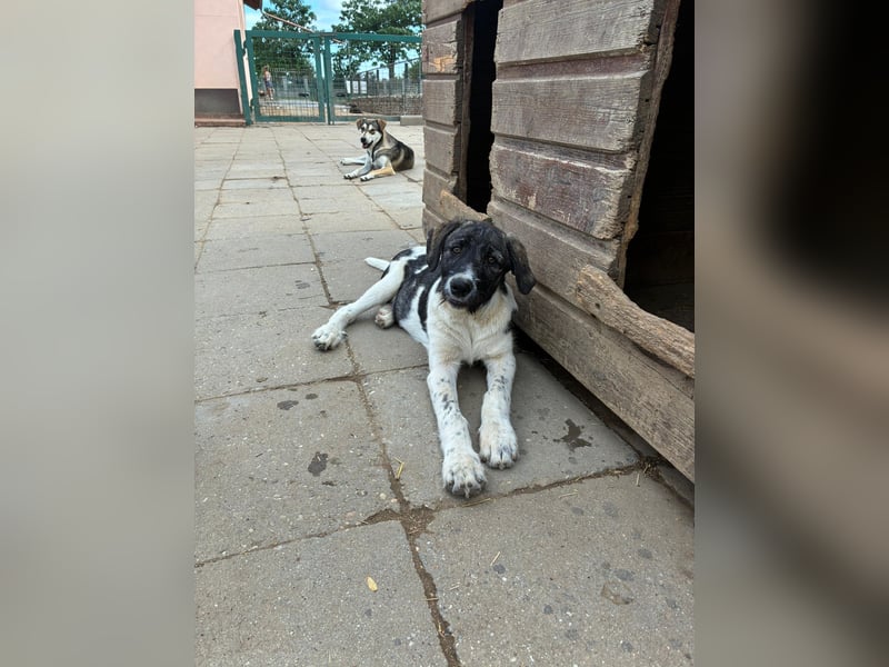 Wer sucht noch einen besten Freund? Unser Kai ist bereit für sein neues Leben!