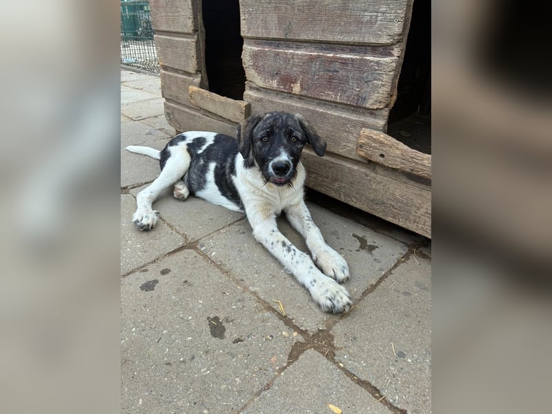 Wer sucht noch einen besten Freund? Unser Kai ist bereit für sein neues Leben!