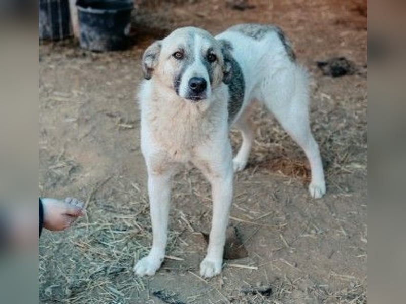 Hagrid-unsicherer Riese mit ganz viel Herz