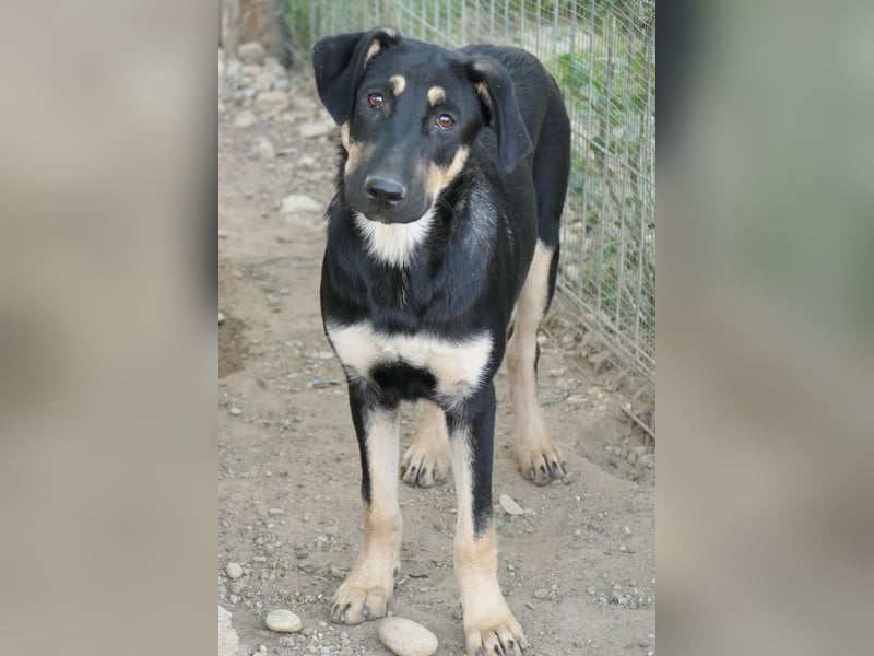 Fanta, bezaubernde Junghündin wartet auf ihre Menschen