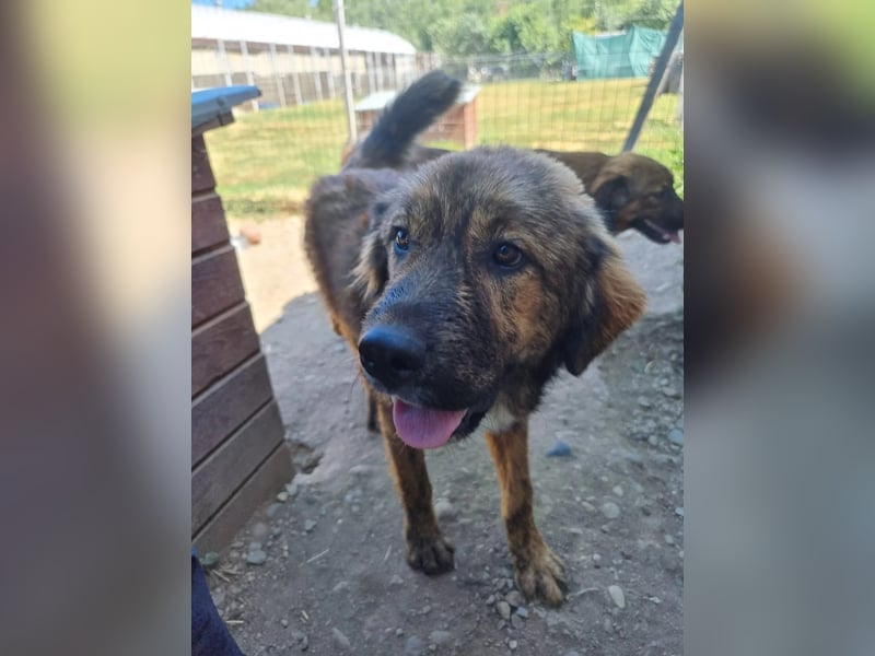 hübscher Puiu sucht sein Zuhause