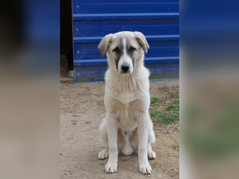 Hagrid-unsicherer Riese mit ganz viel Herz