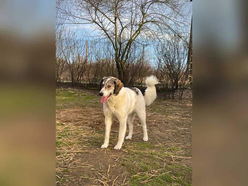 MELODY - liebe, wunderschöne Hündin sucht ihr Happy End