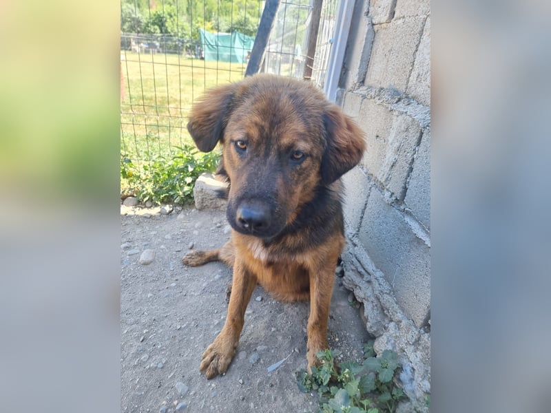 PETER - sanfter, verschmuster Rüde mit Charme