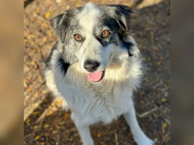 BELLA - wundervolle Hündin sucht ihre Herzensmenschen