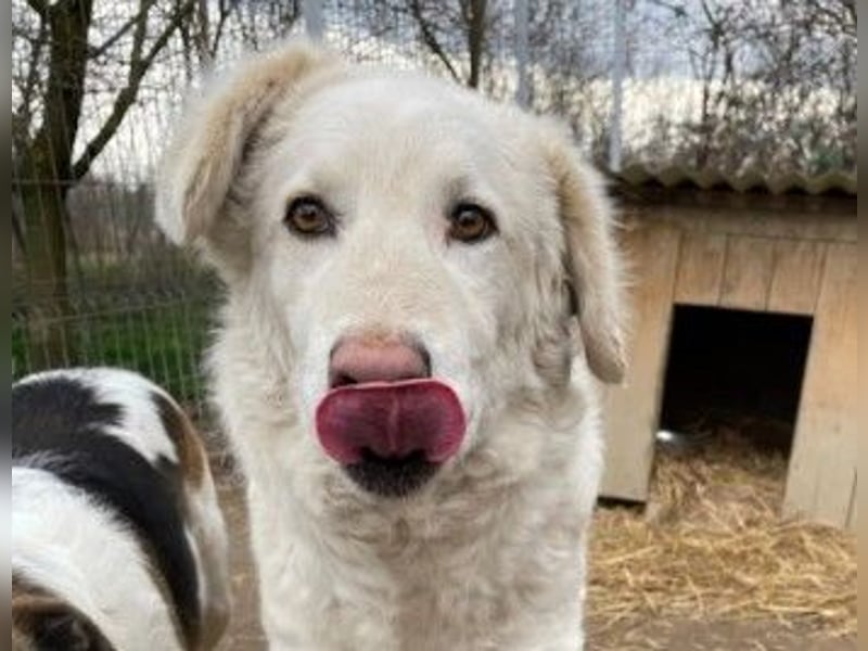 NEVE - hübscher, zurückhaltender Rüde sucht sein Happy End