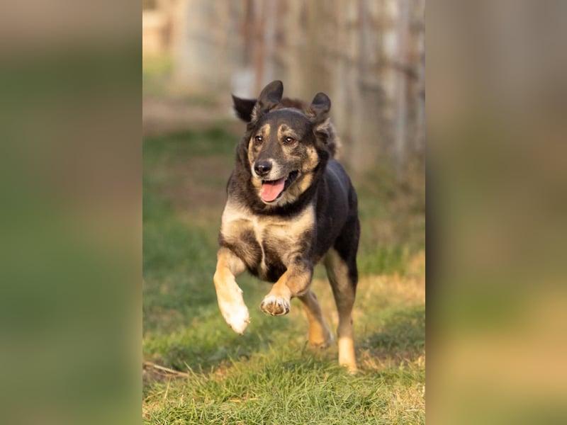 zuckersüsse Bubulina sucht ihren Lieblingsmenschen