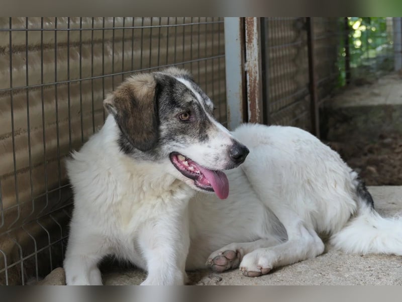 MELODY - liebe, wunderschöne Hündin sucht ihr Happy End