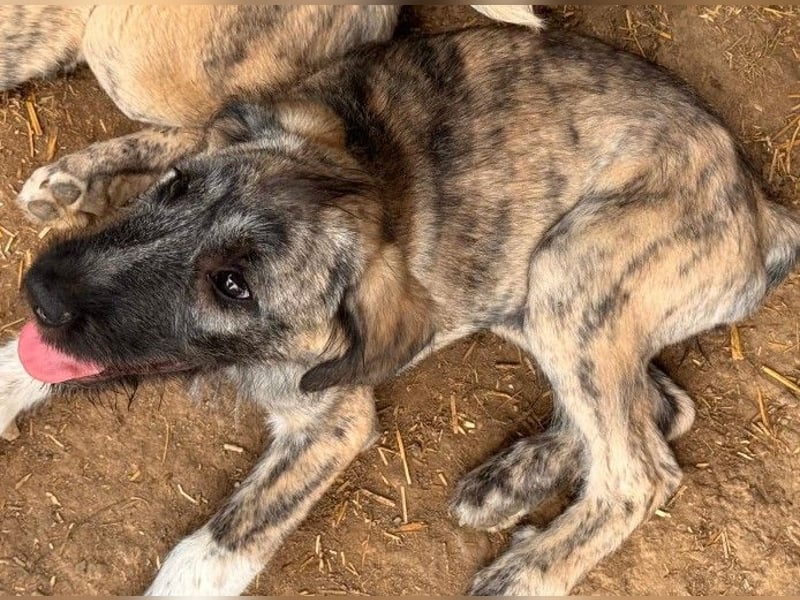verspielte Heidi sucht ihre Menschen