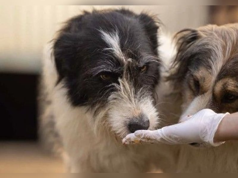 unsere Leslie sucht dringend ihre Menschen