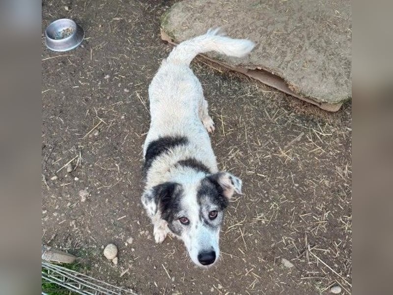 verschmuste, sanfte und liebe Diana