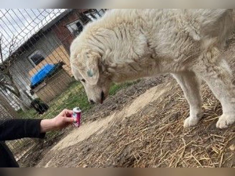 NEVE - hübscher, zurückhaltender Rüde sucht sein Happy End