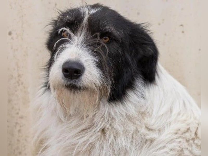 unsere Leslie sucht dringend ihre Menschen