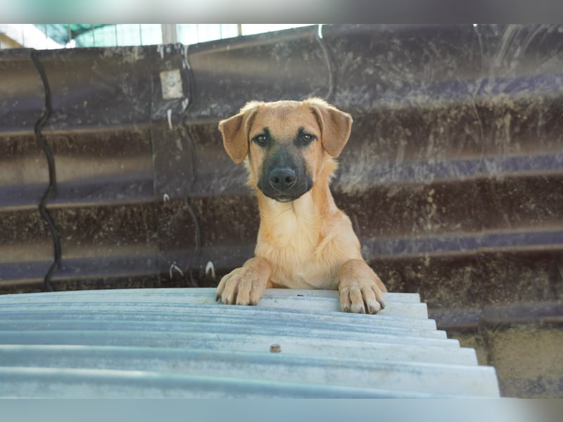 Gustav - sanft & kuschelig