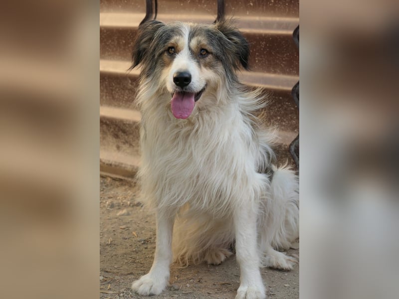 Lucy sucht die Nähe zu Menschen