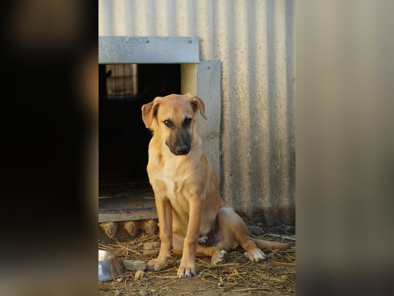 GUSTAV - sanfter Welpenjunge sucht seine Herzensmenschen
