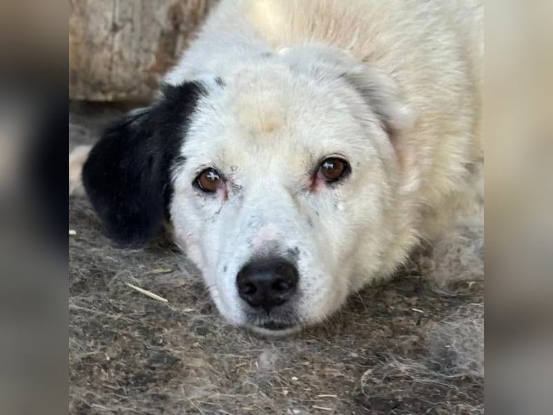 Golden Ager Carla sucht geduldiges Zuhause