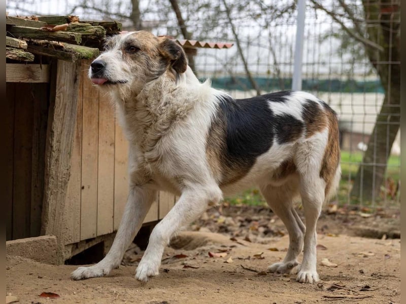 Leo lieber ruhiger Rüde sucht sein Für-immer-Zuhause