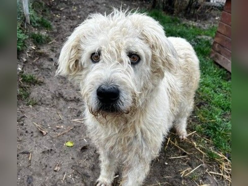 Albo- schüchterner Rüde wartet auf seine große Chance