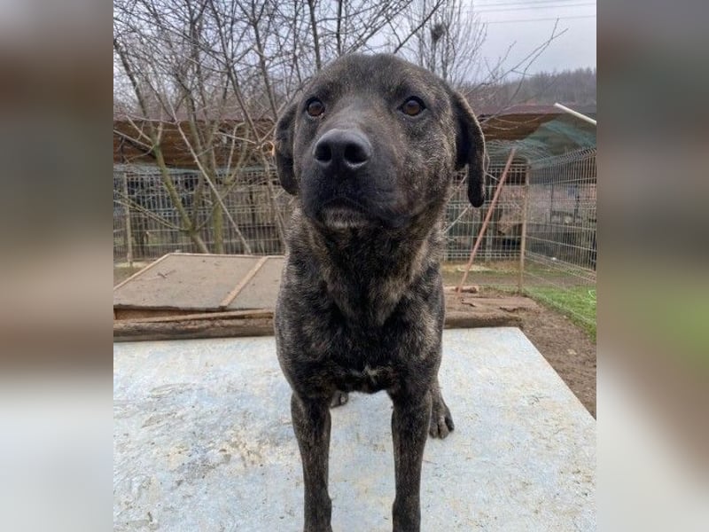 verschmuster PRINZI sucht seine Herzensmenschen