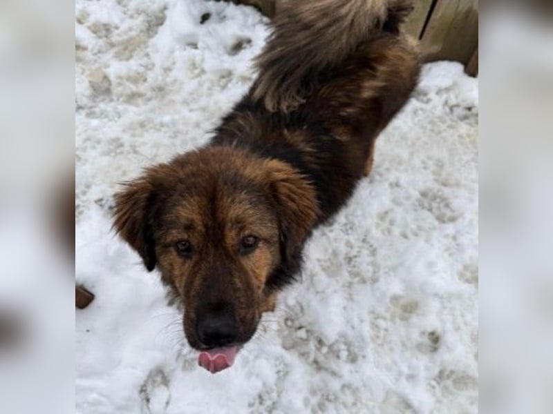 lieber, menschenbezogener Puiu