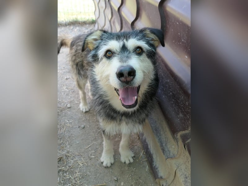 JOKER - verschmuster Herzenshund sucht sein Happy End