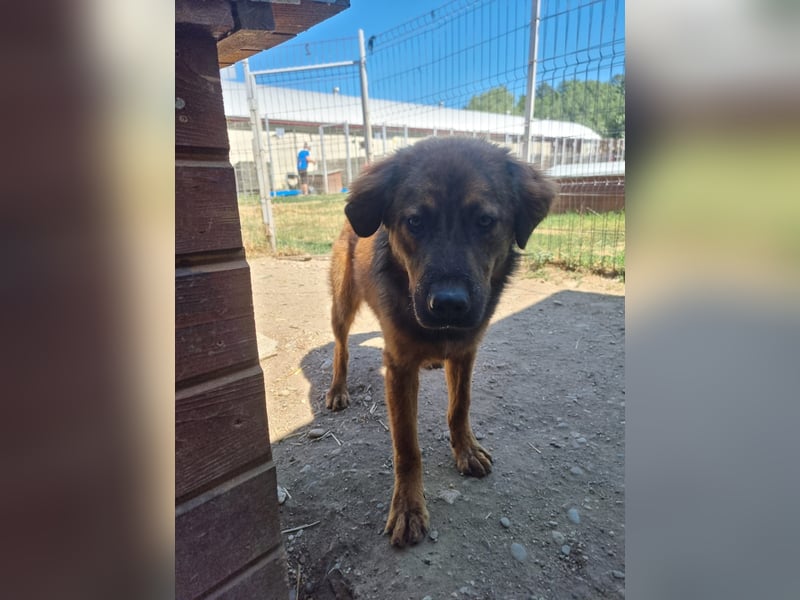 PETER - sanfter, verschmuster Rüde mit Charme